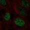 Paired Box 3 antibody, NBP2-56596, Novus Biologicals, Immunofluorescence image 