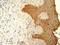 Collagen Type IV Alpha 1 Chain antibody, orb27322, Biorbyt, Immunohistochemistry paraffin image 