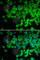 Neutrophil Cytosolic Factor 4 antibody, A2096, ABclonal Technology, Immunofluorescence image 