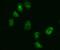 Kinesin Family Member C1 antibody, A05325-1, Boster Biological Technology, Immunofluorescence image 