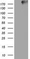 Thyroglobulin antibody, LS-C339349, Lifespan Biosciences, Western Blot image 
