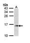 Glia Maturation Factor Beta antibody, orb69983, Biorbyt, Western Blot image 