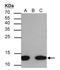 Histone Cluster 4 H4 antibody, NBP2-42863, Novus Biologicals, Immunoprecipitation image 