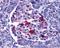 Endonuclease G antibody, PA5-20004, Invitrogen Antibodies, Immunohistochemistry paraffin image 