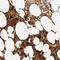 Translational Activator Of Cytochrome C Oxidase I antibody, NBP1-88161, Novus Biologicals, Immunohistochemistry frozen image 