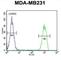 Minichromosome Maintenance Complex Binding Protein antibody, abx032294, Abbexa, Western Blot image 