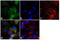 G Protein-Coupled Receptor Kinase 2 antibody, MA1-2013, Invitrogen Antibodies, Immunofluorescence image 