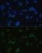 Protein Kinase, DNA-Activated, Catalytic Subunit antibody, GTX55593, GeneTex, Immunocytochemistry image 