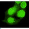 Alpha-Methylacyl-CoA Racemase antibody, LS-C813067, Lifespan Biosciences, Immunofluorescence image 