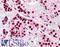 Catechol-O-Methyltransferase antibody, LS-A8833, Lifespan Biosciences, Immunohistochemistry frozen image 