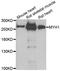 Myosin Heavy Chain 1 antibody, abx005265, Abbexa, Western Blot image 