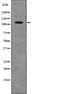 Protein Phosphatase 1 Regulatory Subunit 12A antibody, PA5-64804, Invitrogen Antibodies, Western Blot image 