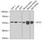 1-Aminocyclopropane-1-Carboxylate Synthase Homolog (Inactive) antibody, GTX32783, GeneTex, Western Blot image 