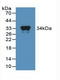 MX Dynamin Like GTPase 1 antibody, LS-B13353, Lifespan Biosciences, Western Blot image 