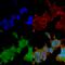 Brevican antibody, 56541, QED Bioscience, Immunocytochemistry image 