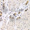 Activating Transcription Factor 2 antibody, A2155, ABclonal Technology, Immunohistochemistry paraffin image 