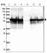 Stress Induced Phosphoprotein 1 antibody, HPA039291, Atlas Antibodies, Western Blot image 