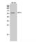 G Protein-Coupled Receptor 75 antibody, LS-C383827, Lifespan Biosciences, Western Blot image 