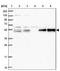 Proline Rich Coiled-Coil 1 antibody, NBP1-83514, Novus Biologicals, Western Blot image 