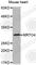 MRT4 Homolog, Ribosome Maturation Factor antibody, A3430, ABclonal Technology, Western Blot image 