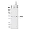 Autophagy Related 4A Cysteine Peptidase antibody, AF4324, R&D Systems, Western Blot image 