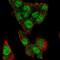 MLX Interacting Protein Like antibody, NBP2-56612, Novus Biologicals, Immunofluorescence image 