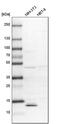 mPGES-1 antibody, PA5-60916, Invitrogen Antibodies, Western Blot image 
