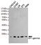 Chromobox 3 antibody, MBS475220, MyBioSource, Western Blot image 