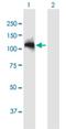 Rho GTPase Activating Protein 12 antibody, H00094134-B01P, Novus Biologicals, Western Blot image 