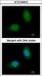 Heat Shock Protein Family B (Small) Member 8 antibody, LS-B10221, Lifespan Biosciences, Immunocytochemistry image 