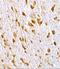 ArfGAP With GTPase Domain, Ankyrin Repeat And PH Domain 2 antibody, A04771-1, Boster Biological Technology, Immunohistochemistry frozen image 