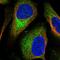 TSC Complex Subunit 2 antibody, HPA030409, Atlas Antibodies, Immunocytochemistry image 