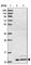 ATP Synthase Membrane Subunit G antibody, HPA044629, Atlas Antibodies, Western Blot image 