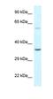 Hexokinase 1 antibody, orb331117, Biorbyt, Western Blot image 