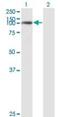 Ubiquitin Specific Peptidase 33 antibody, orb94689, Biorbyt, Western Blot image 