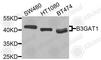 Beta-1,3-Glucuronyltransferase 1 antibody, A9871, ABclonal Technology, Western Blot image 
