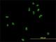 Chromosome Segregation 1 Like antibody, H00001434-M08, Novus Biologicals, Immunofluorescence image 