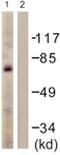 MYB Proto-Oncogene, Transcription Factor antibody, ab117635, Abcam, Western Blot image 