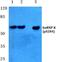 Heterogeneous nuclear ribonucleoprotein K antibody, PA5-36811, Invitrogen Antibodies, Western Blot image 