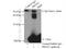 Peroxiredoxin 2 antibody, 10545-2-AP, Proteintech Group, Immunoprecipitation image 