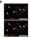 SIX Homeobox 2 antibody, H00010736-M01, Novus Biologicals, Immunocytochemistry image 