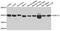 P2Y purinoceptor 14 antibody, abx005723, Abbexa, Western Blot image 