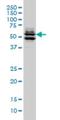 GATA Binding Protein 2 antibody, H00002624-M04, Novus Biologicals, Western Blot image 