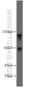 Catenin Delta 1 antibody, 12180-1-AP, Proteintech Group, Western Blot image 