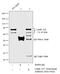 Lamin A/C antibody, MA1-5820, Invitrogen Antibodies, Chromatin Immunoprecipitation image 