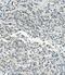 Ubiquitin Protein Ligase E3A antibody, A00582, Boster Biological Technology, Immunohistochemistry frozen image 