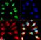 Histone Cluster 2 H3 Family Member D antibody, NB21-1075, Novus Biologicals, Immunofluorescence image 