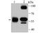 Internexin Neuronal Intermediate Filament Protein Alpha antibody, A03756, Boster Biological Technology, Western Blot image 