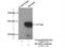 Diaphanous Related Formin 3 antibody, 14342-1-AP, Proteintech Group, Immunoprecipitation image 