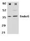 Endonuclease G antibody, LS-C8, Lifespan Biosciences, Western Blot image 